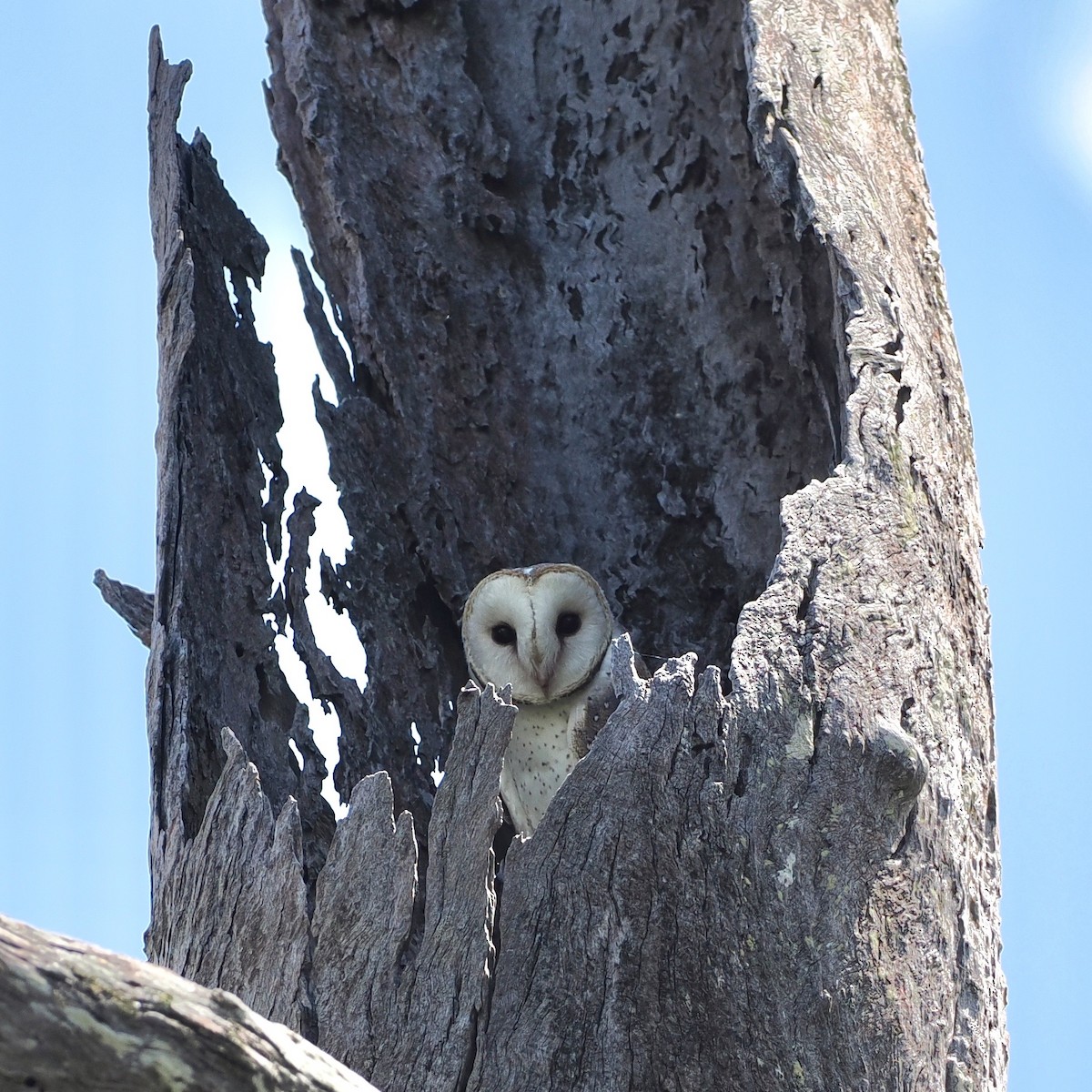 Barn Owl - ML614478025