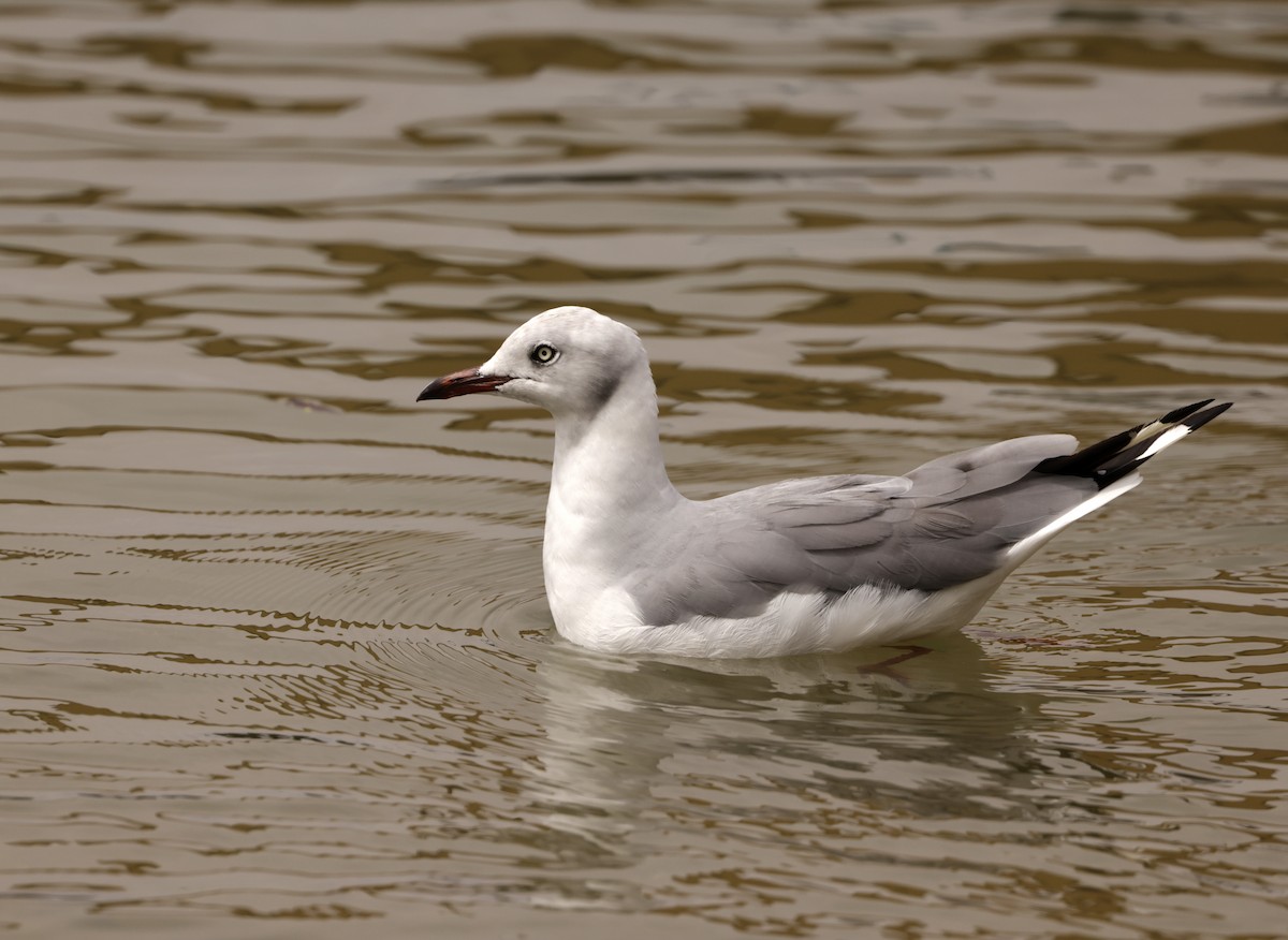 Gray-hooded Gull - ML614478058