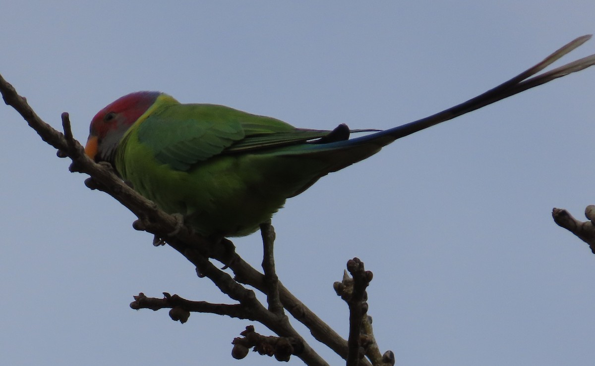 Plum-headed Parakeet - ML614478064