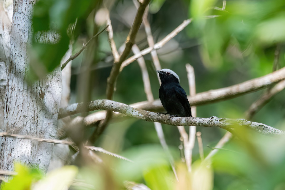 White-crowned Manakin - ML614478138