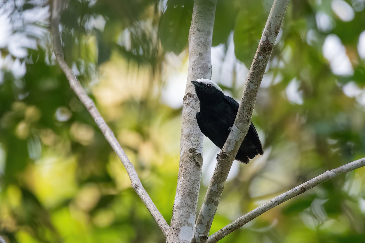 White-crowned Manakin - ML614478139