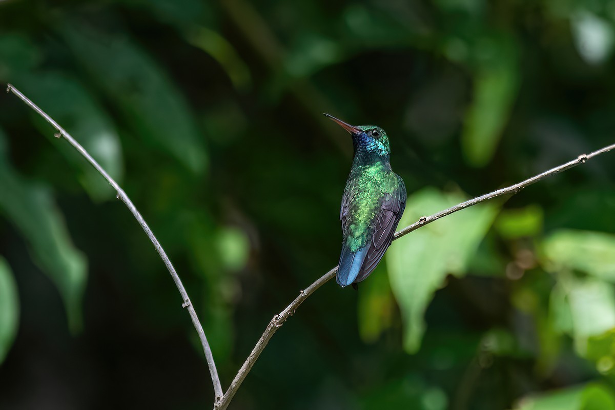 Blue-chinned Sapphire - ML614478154