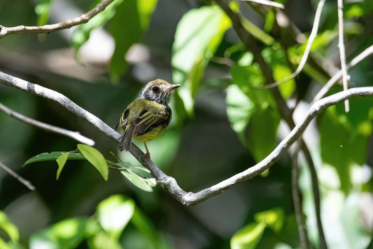 Eared Pygmy-Tyrant - ML614478155