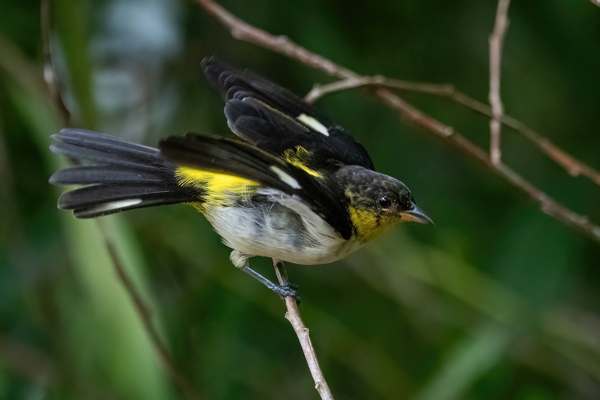 Yellow-backed Tanager - ML614478158
