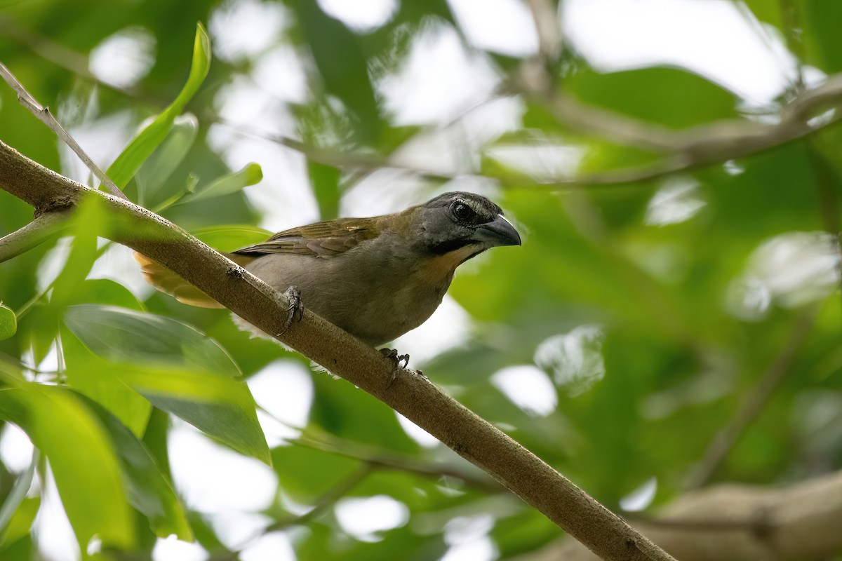 Buff-throated Saltator - ML614478160