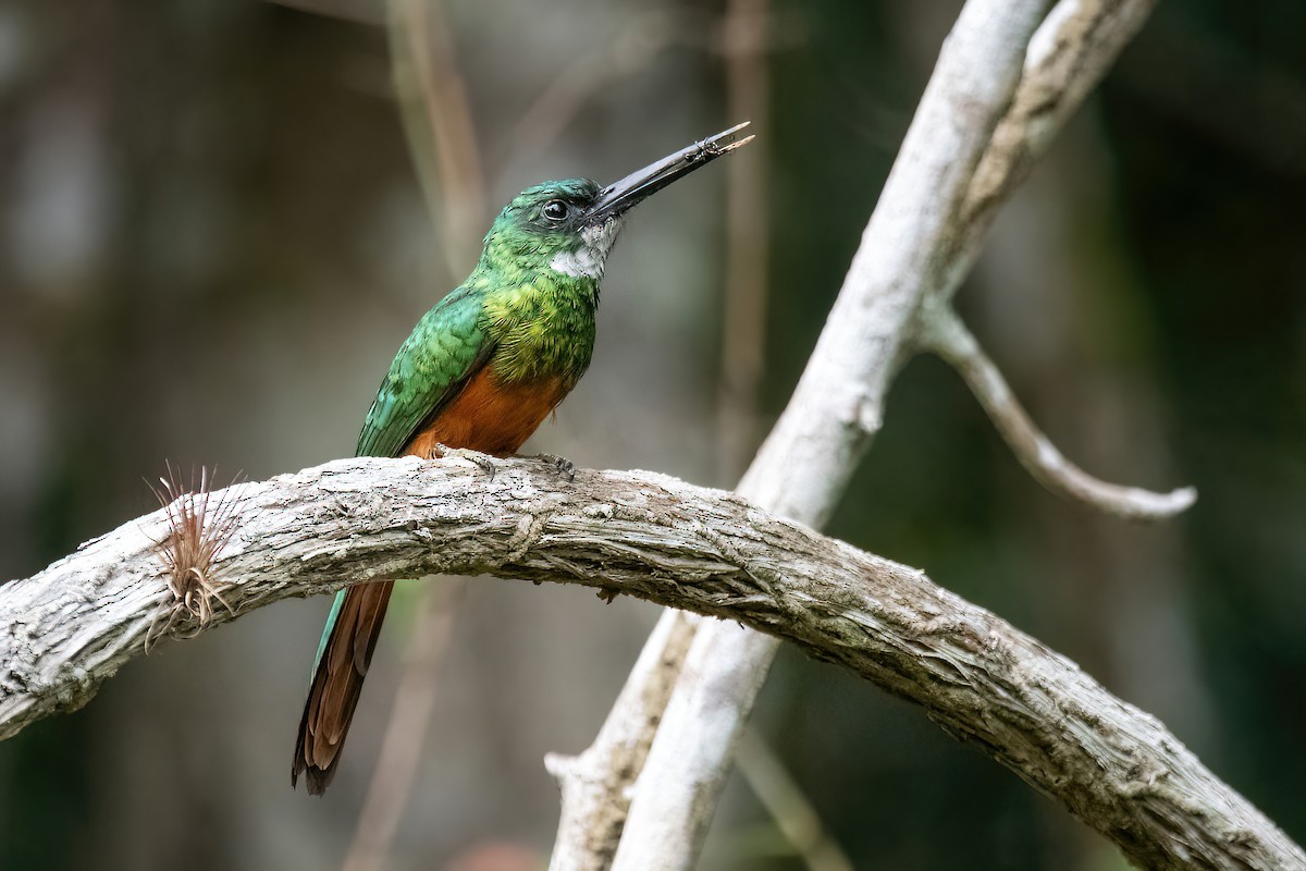 Rufous-tailed Jacamar - Raphael Kurz -  Aves do Sul