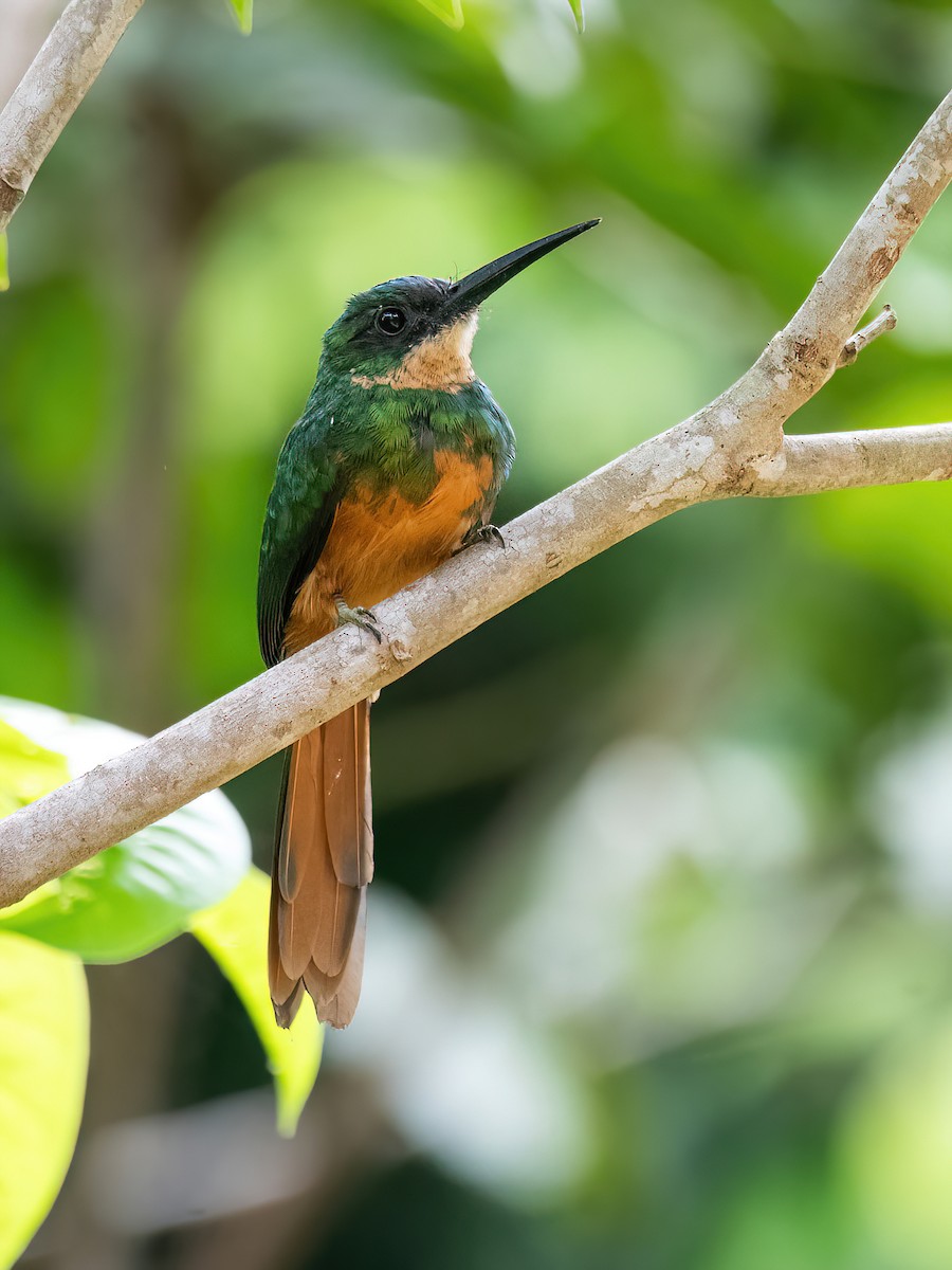 Rufous-tailed Jacamar - ML614478171