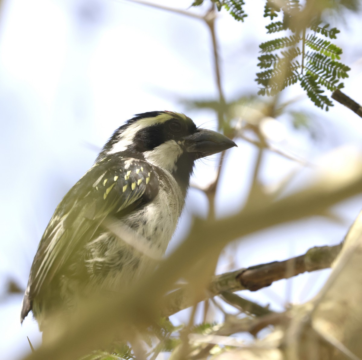 Pied Barbet - ML614478177