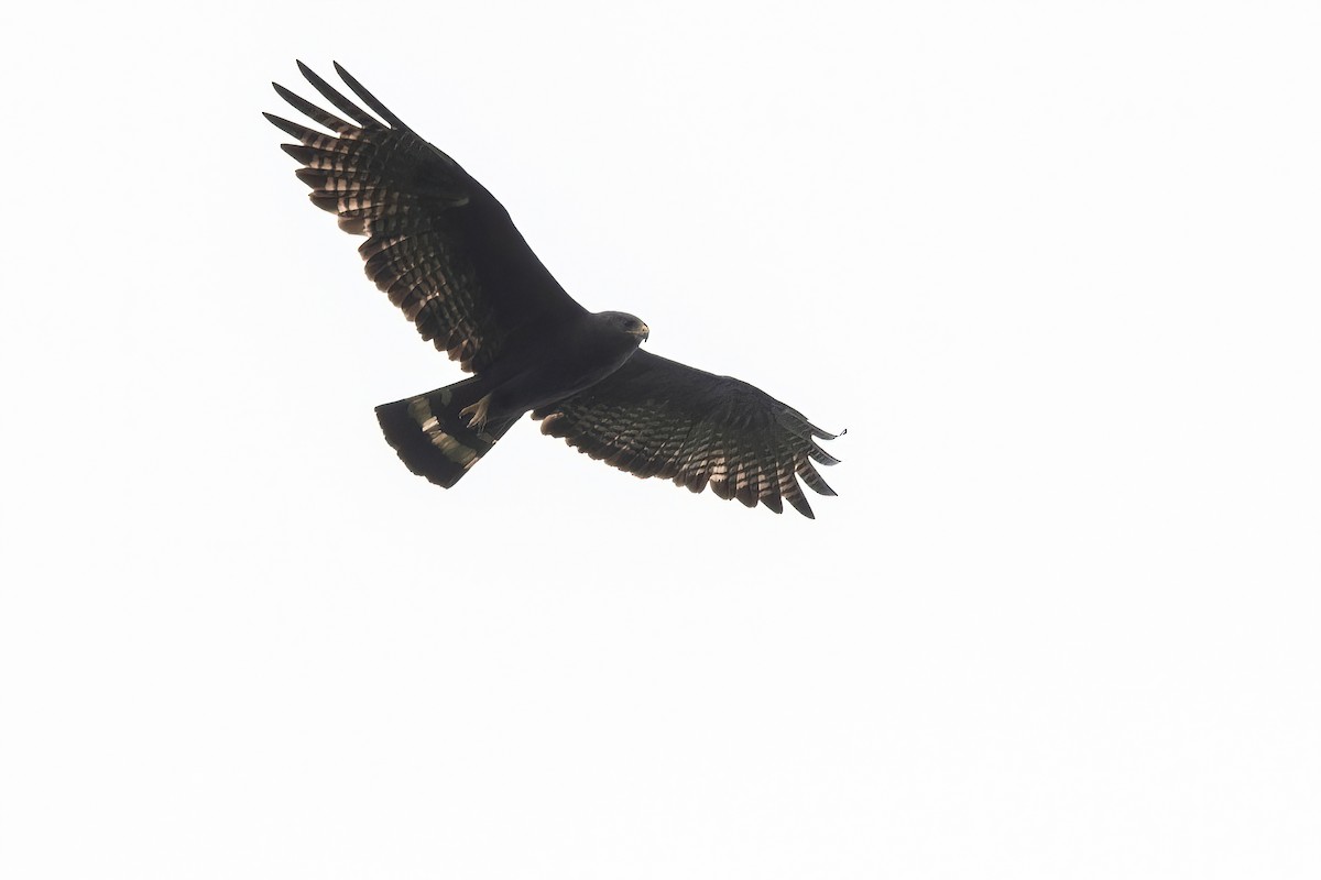 Zone-tailed Hawk - ML614478178