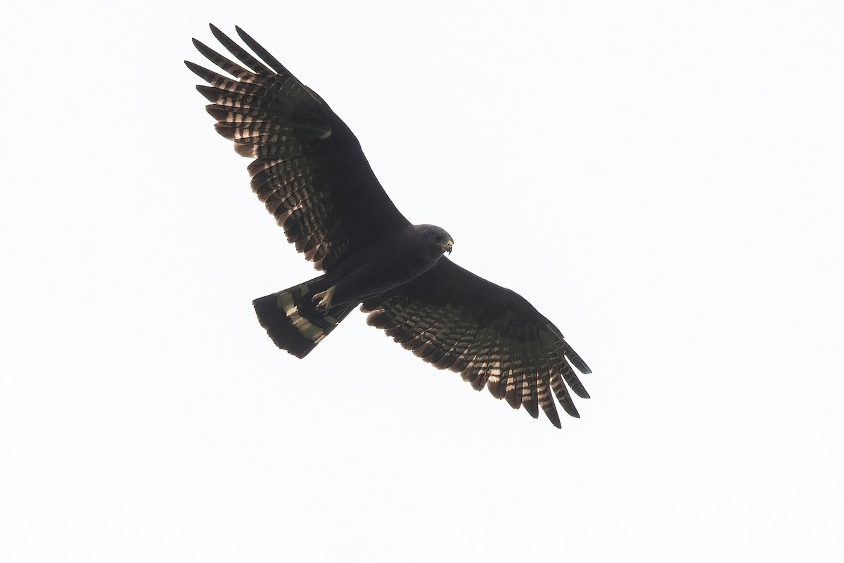 Zone-tailed Hawk - ML614478179