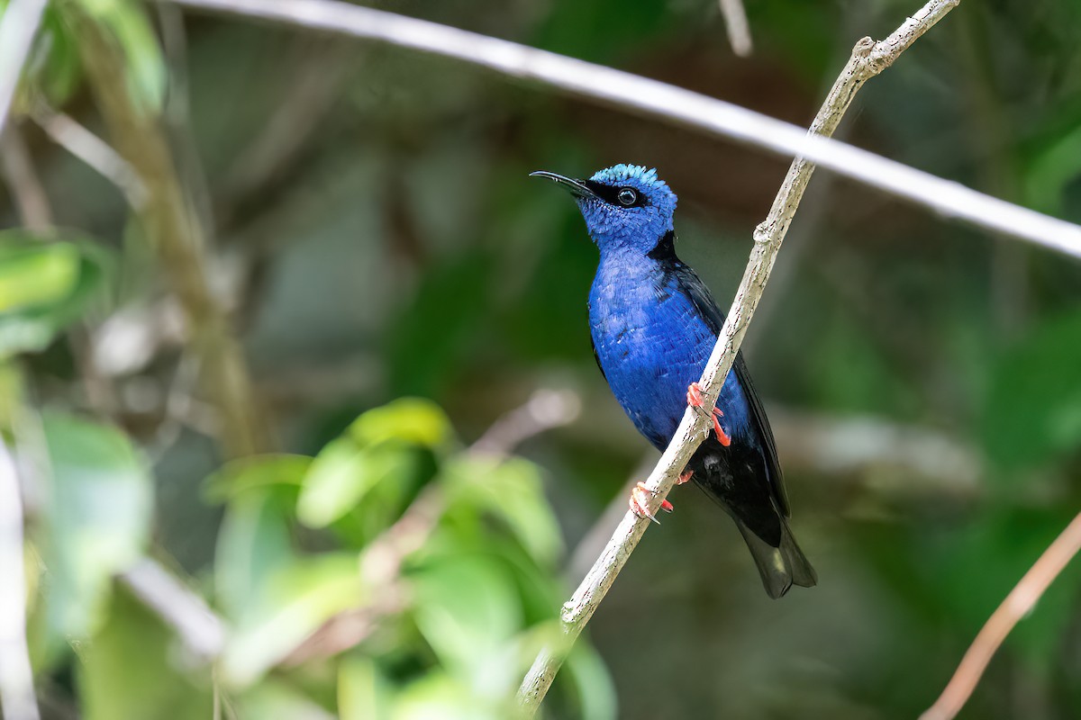 Red-legged Honeycreeper - ML614478192