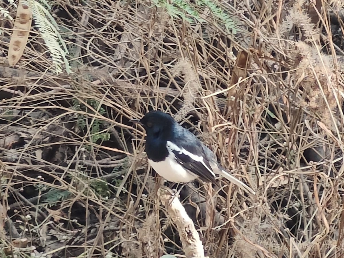 Oriental Magpie-Robin - ML614478212