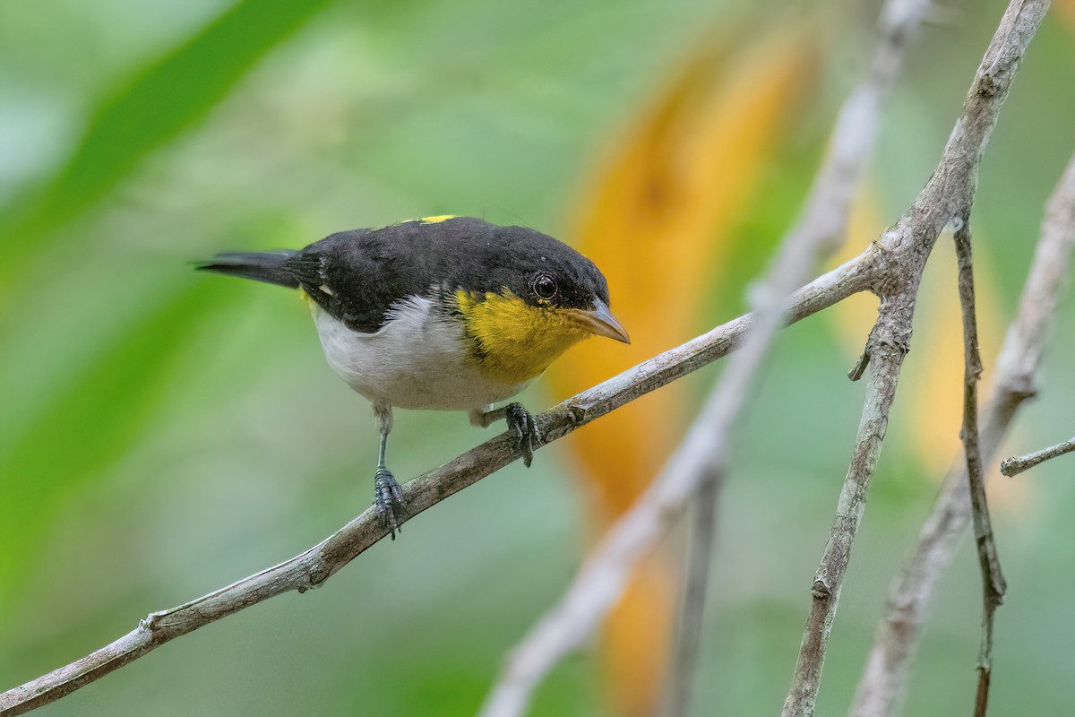 Yellow-backed Tanager - ML614478233