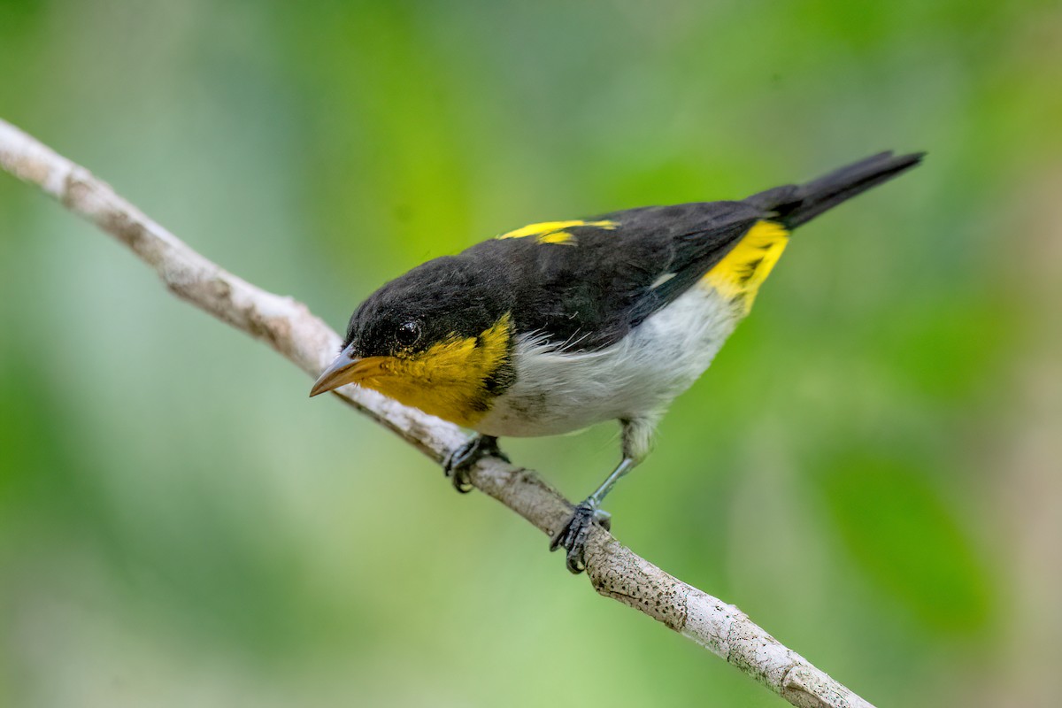 Yellow-backed Tanager - ML614478234