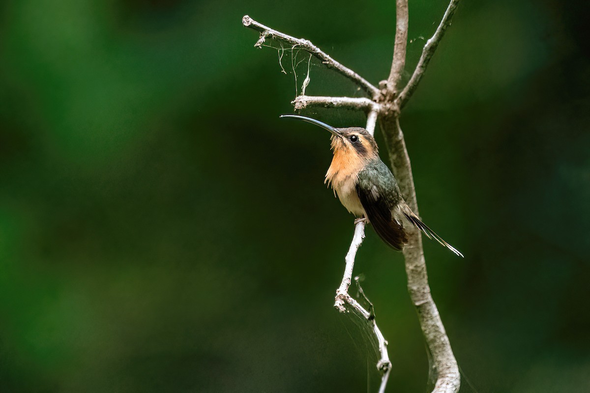 Карликовый колибри-отшельник - ML614478237