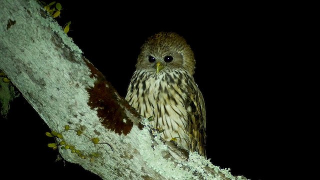 Vermiculated Fishing-Owl - ML614478293