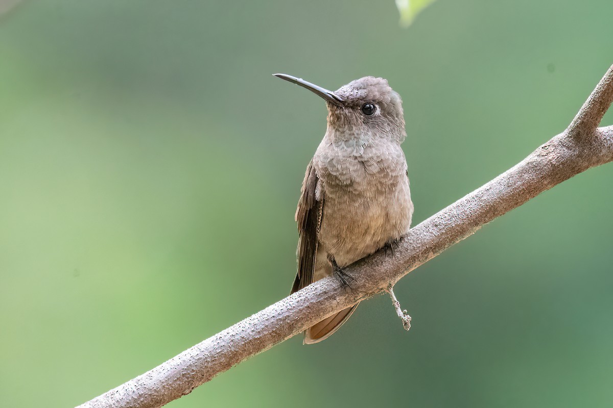 Sombre Hummingbird - ML614478322