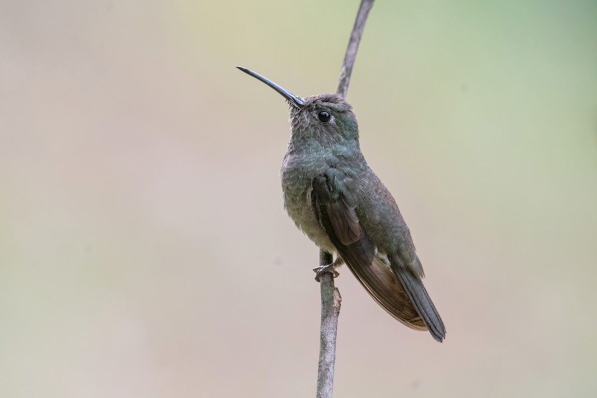 Sombre Hummingbird - ML614478323