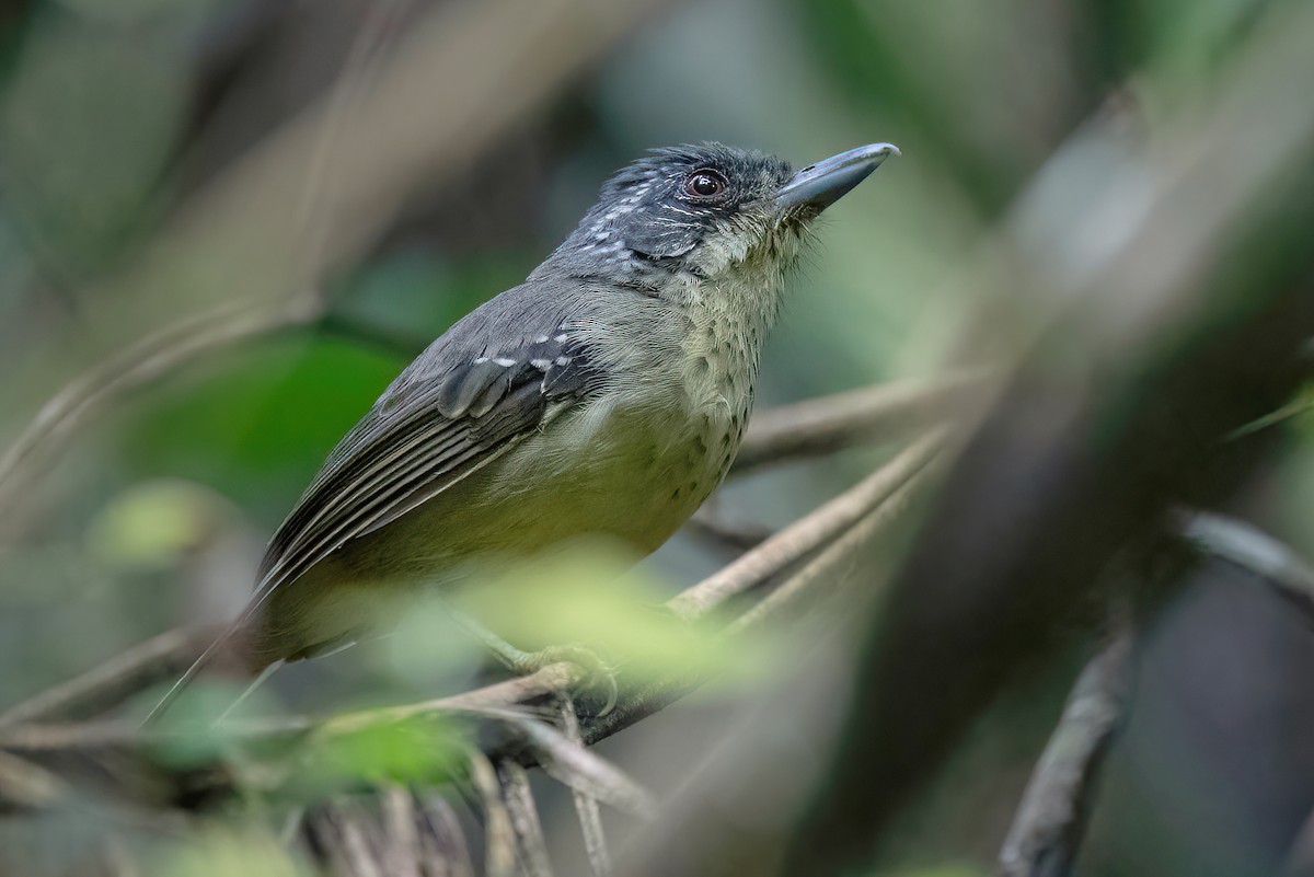 Spot-breasted Antvireo - Raphael Kurz -  Aves do Sul