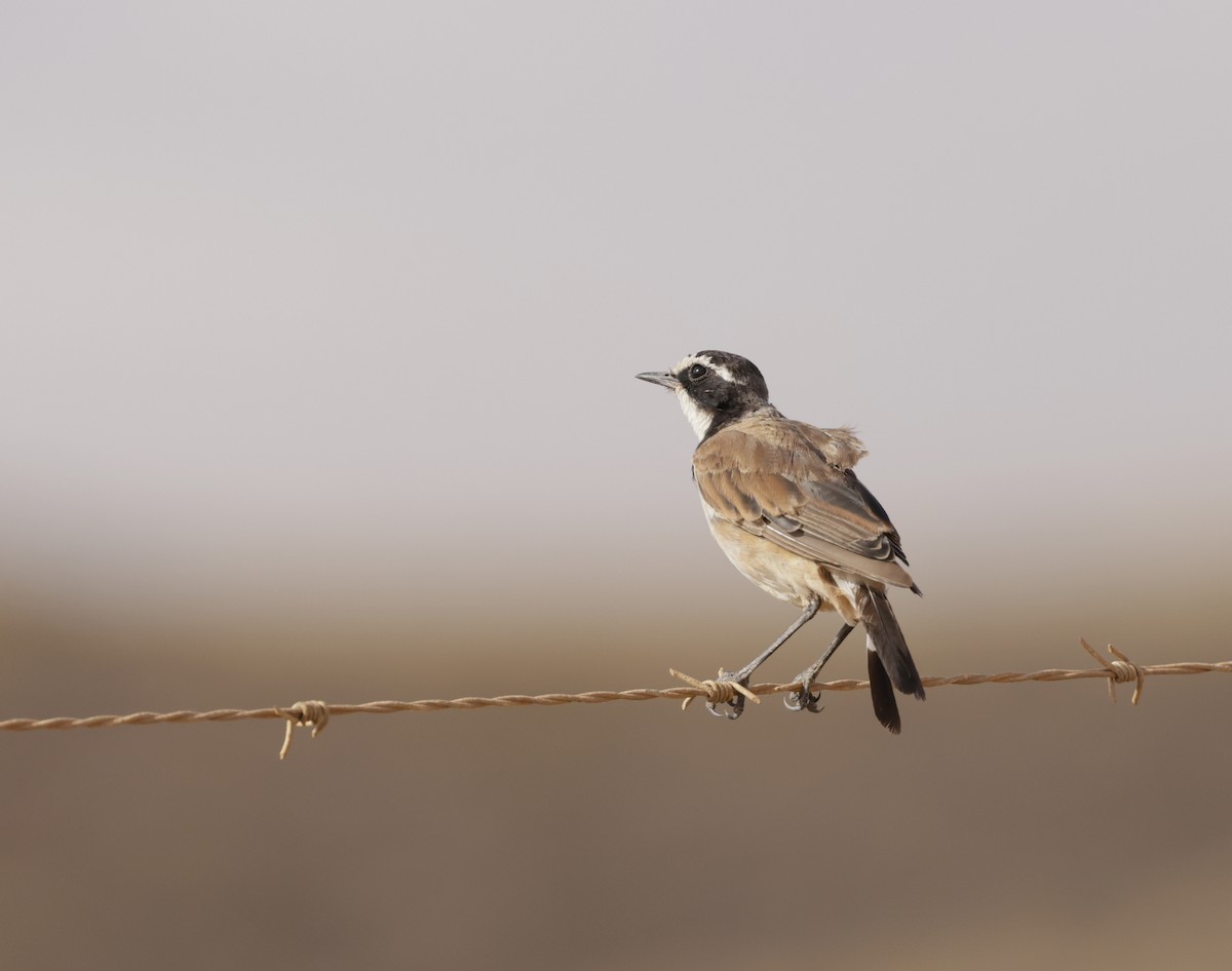 Capped Wheatear - ML614478380