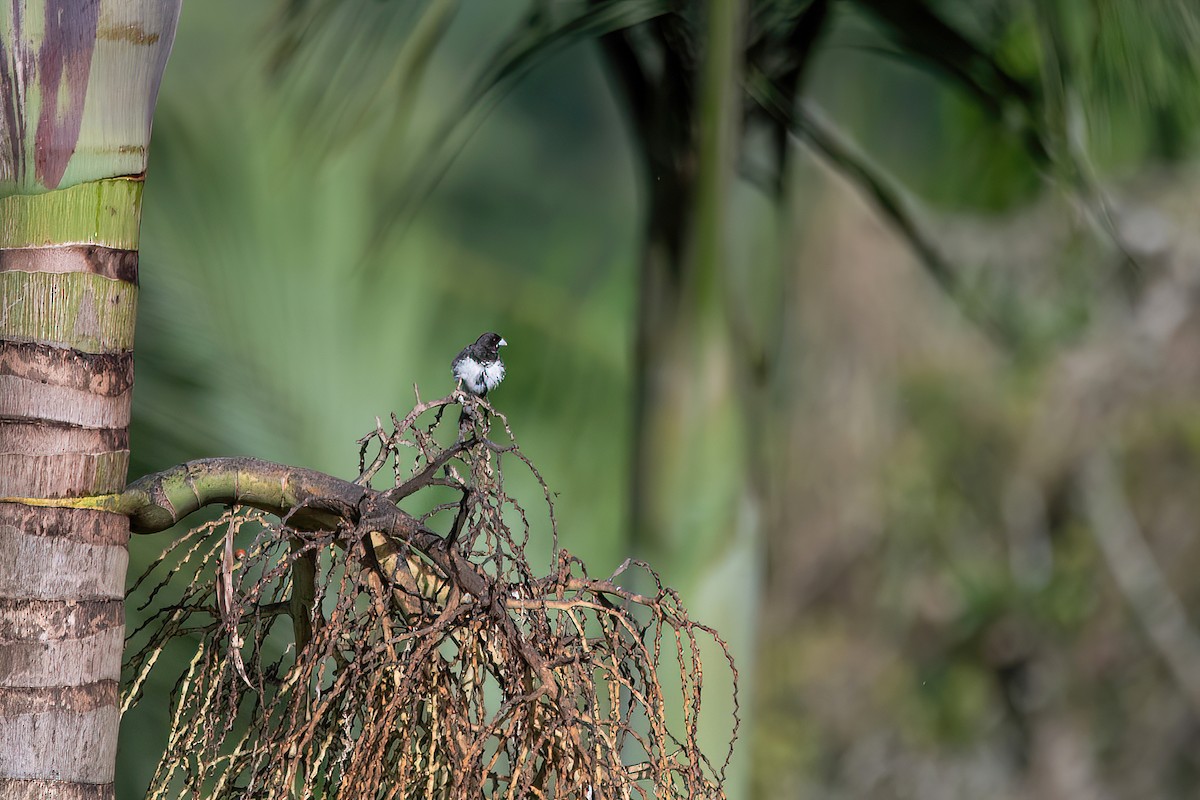 Dubois's Seedeater - ML614478386