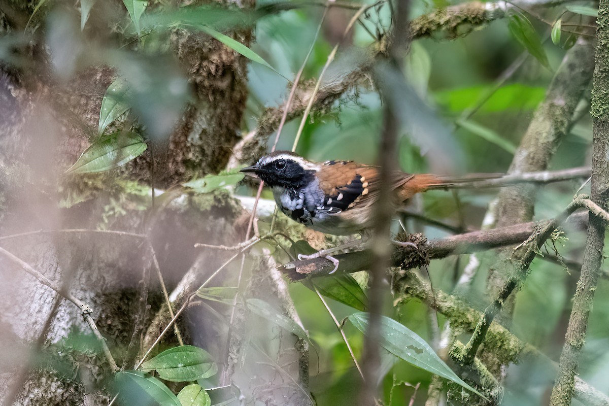 White-bibbed Antbird - ML614478408