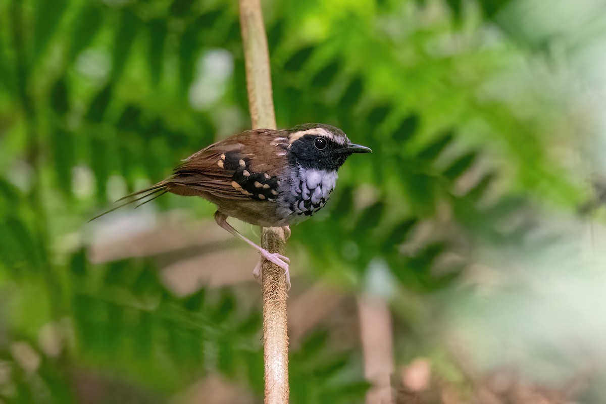 White-bibbed Antbird - Raphael Kurz -  Aves do Sul