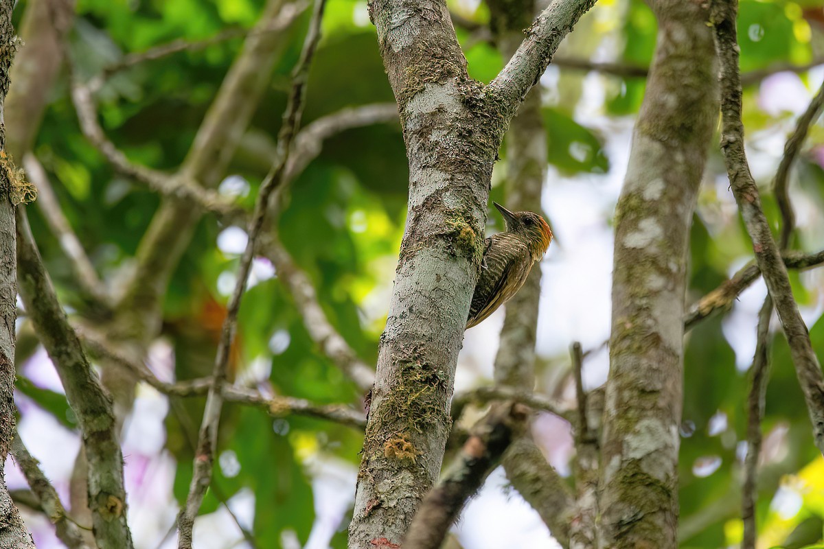 Yellow-eared Woodpecker - Raphael Kurz -  Aves do Sul