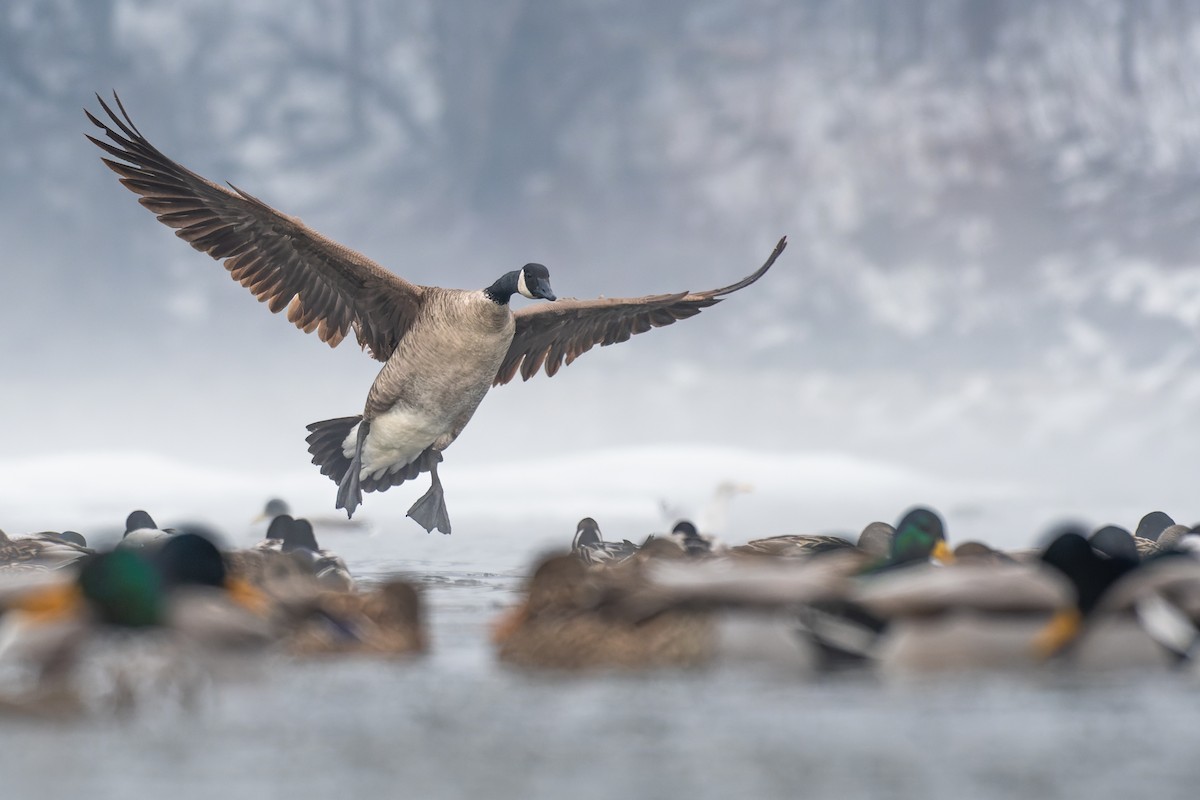 Canada Goose - ML614478458