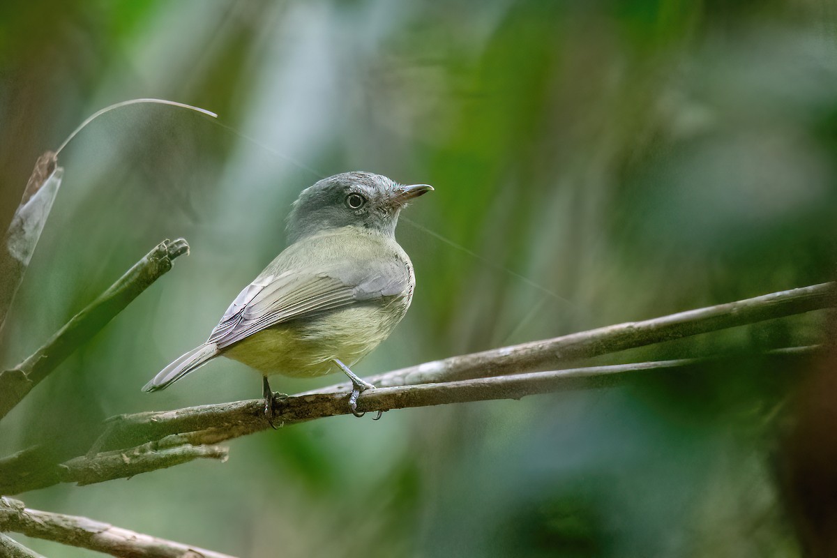 Wied's Tyrant-Manakin - ML614478511