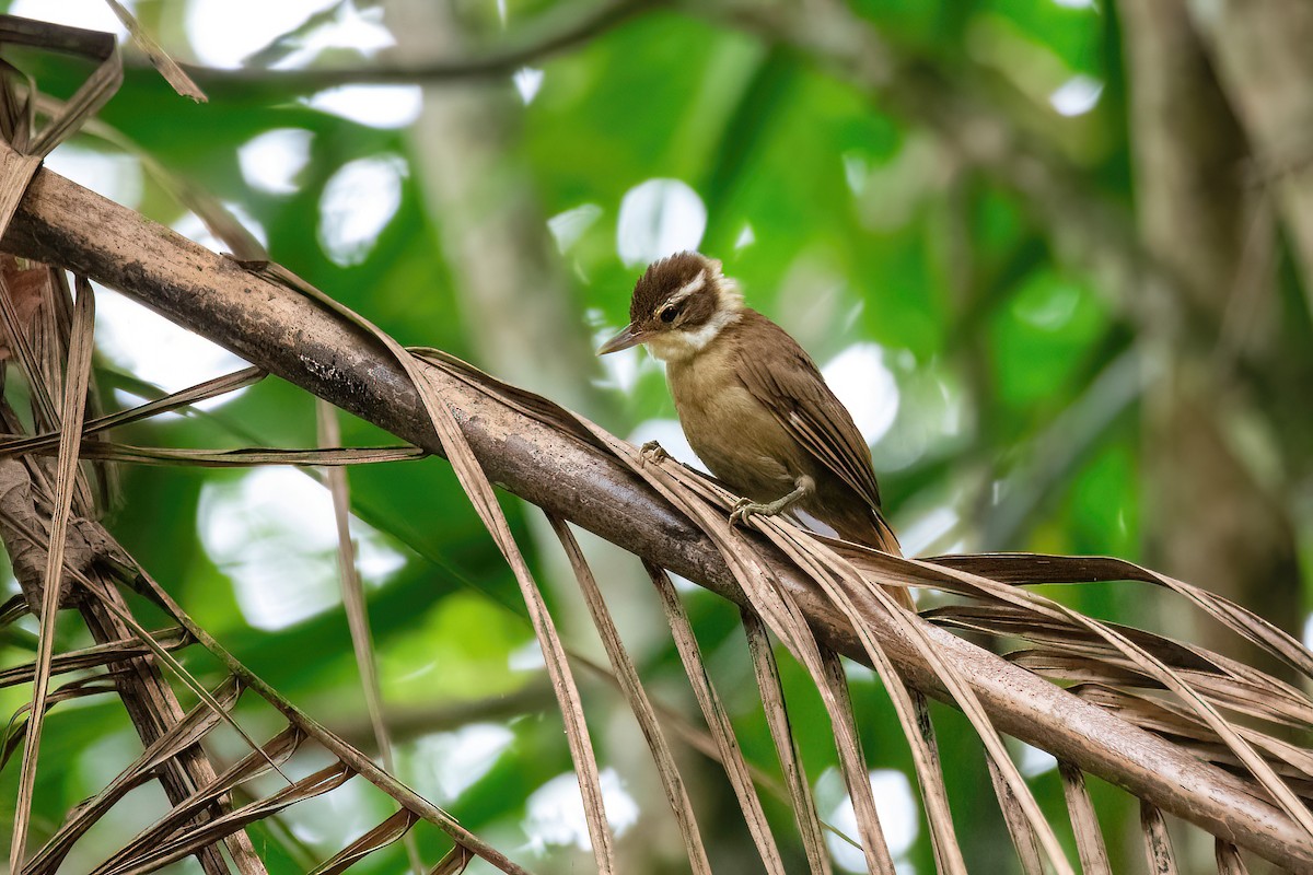 White-collared Foliage-gleaner - Raphael Kurz -  Aves do Sul