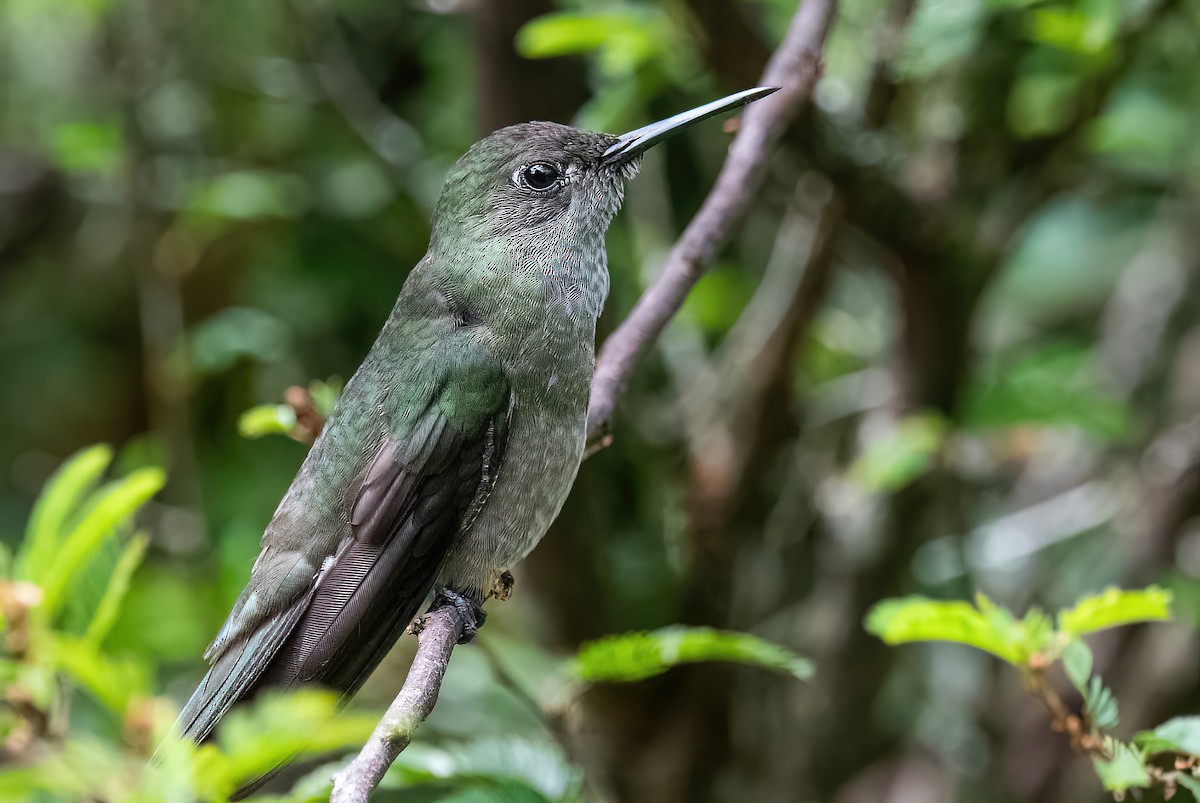 Colibri vert et gris - ML614478575