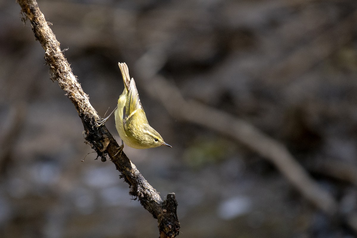 Buff-barred Warbler - ML614478620