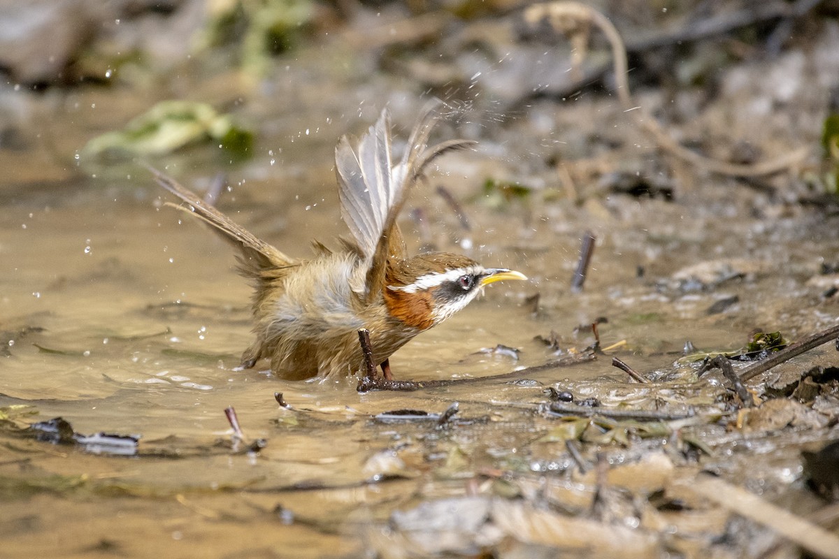 Streak-breasted Scimitar-Babbler - Sanjay tha Shrestha