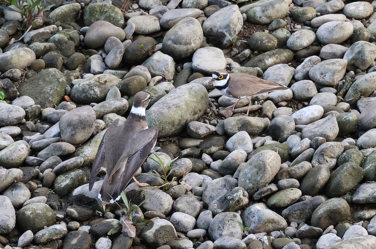 Little Ringed Plover - ML614478668