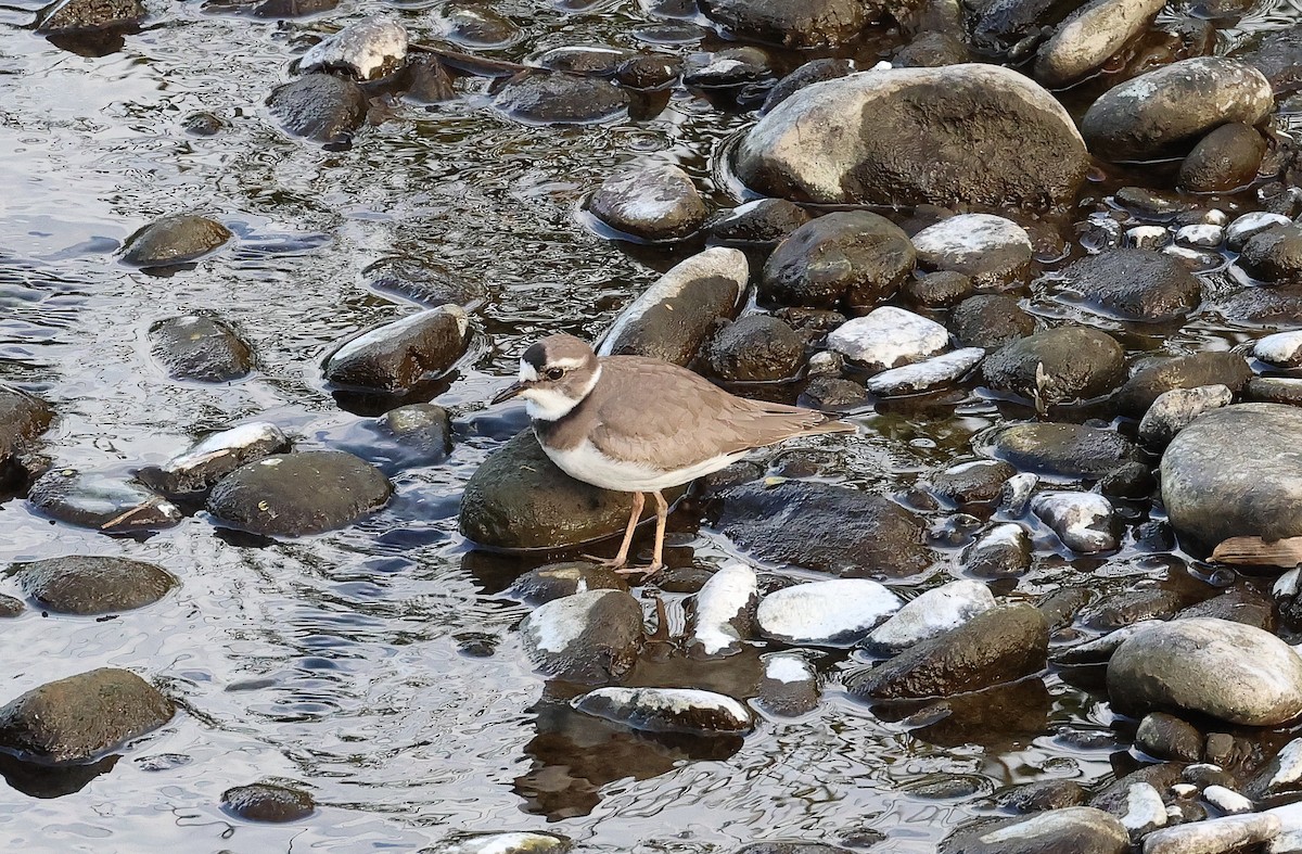 Long-billed Plover - ML614478671