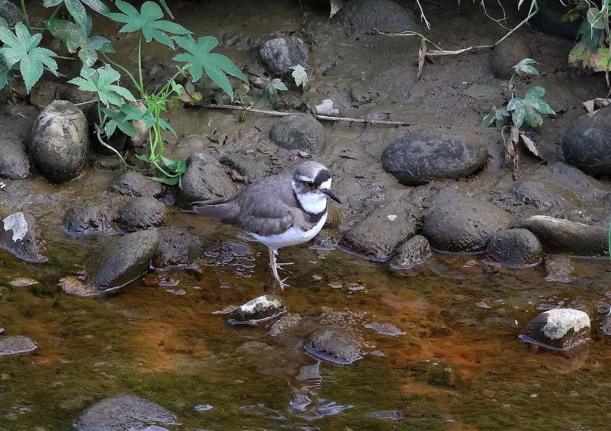 Long-billed Plover - ML614478672