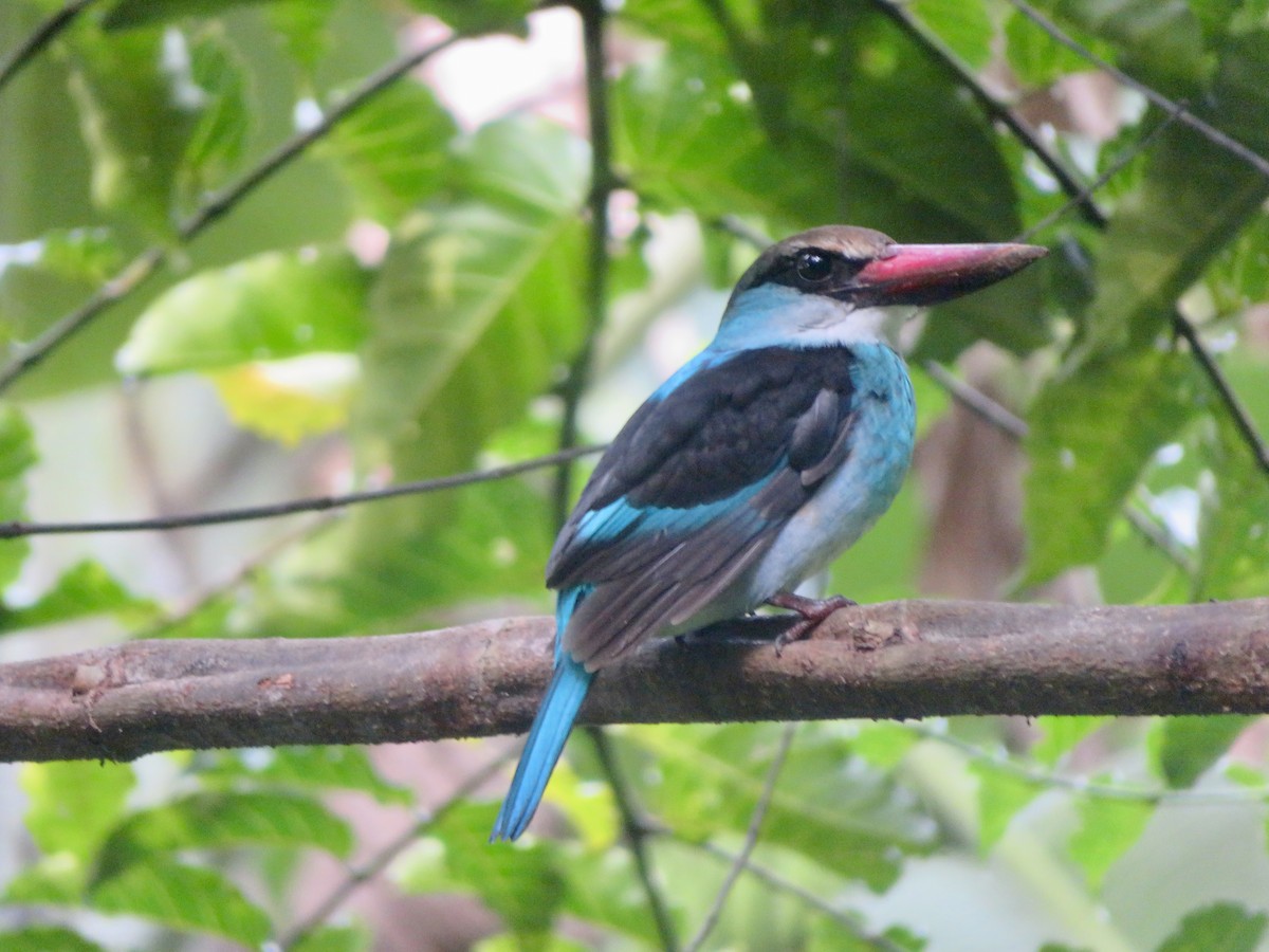 Blue-breasted Kingfisher - Alexis Lamek