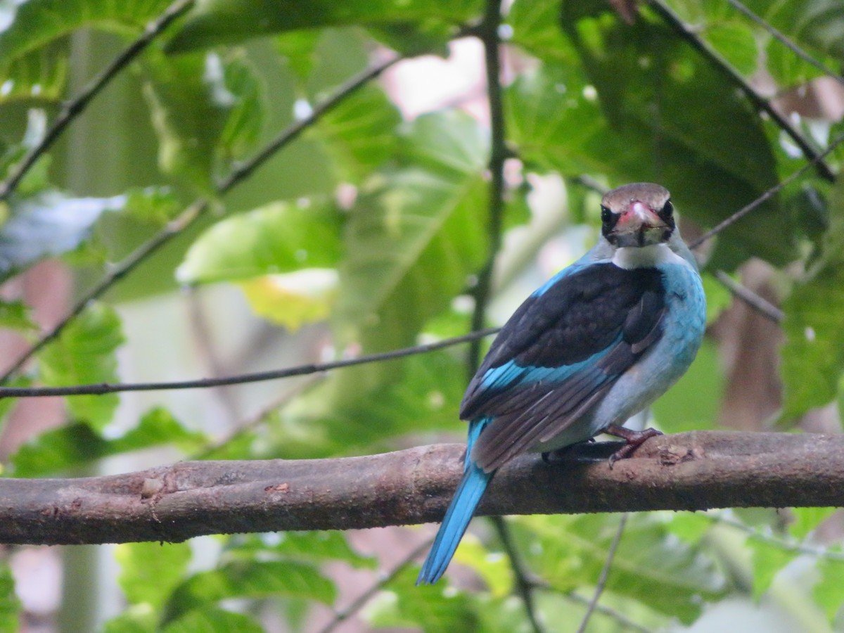 Blue-breasted Kingfisher - Alexis Lamek