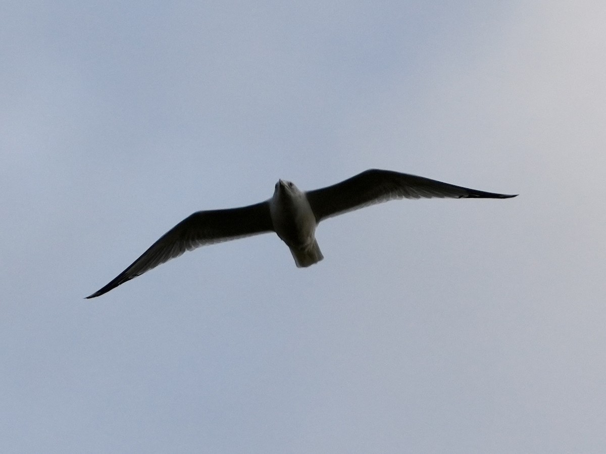 Ring-billed Gull - ML614478695