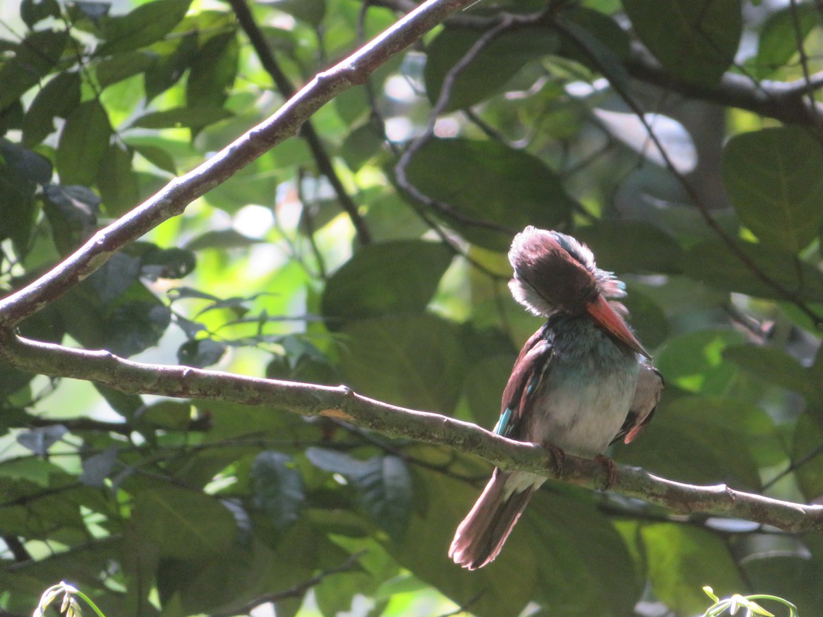 Blue-breasted Kingfisher - Alexis Lamek