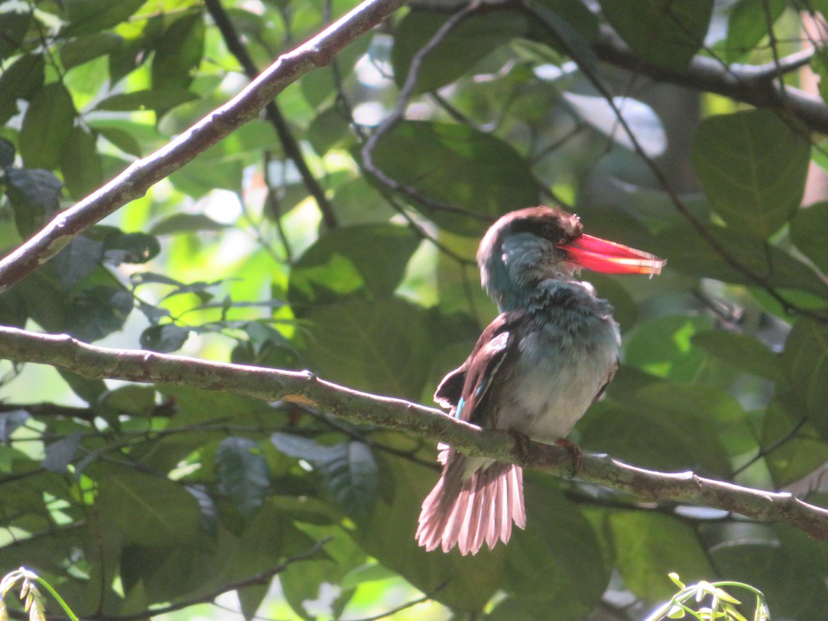 Blue-breasted Kingfisher - Alexis Lamek