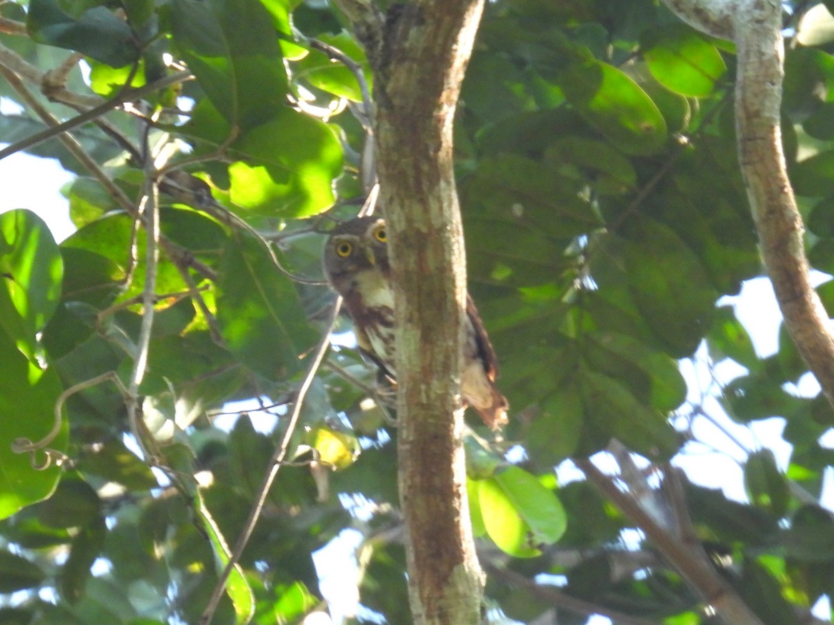 Least Pygmy-Owl - ML614478795