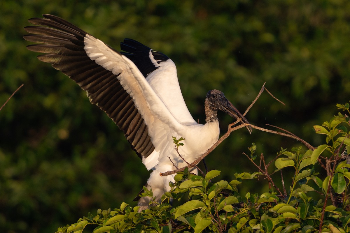 Wood Stork - Alicia Ambers