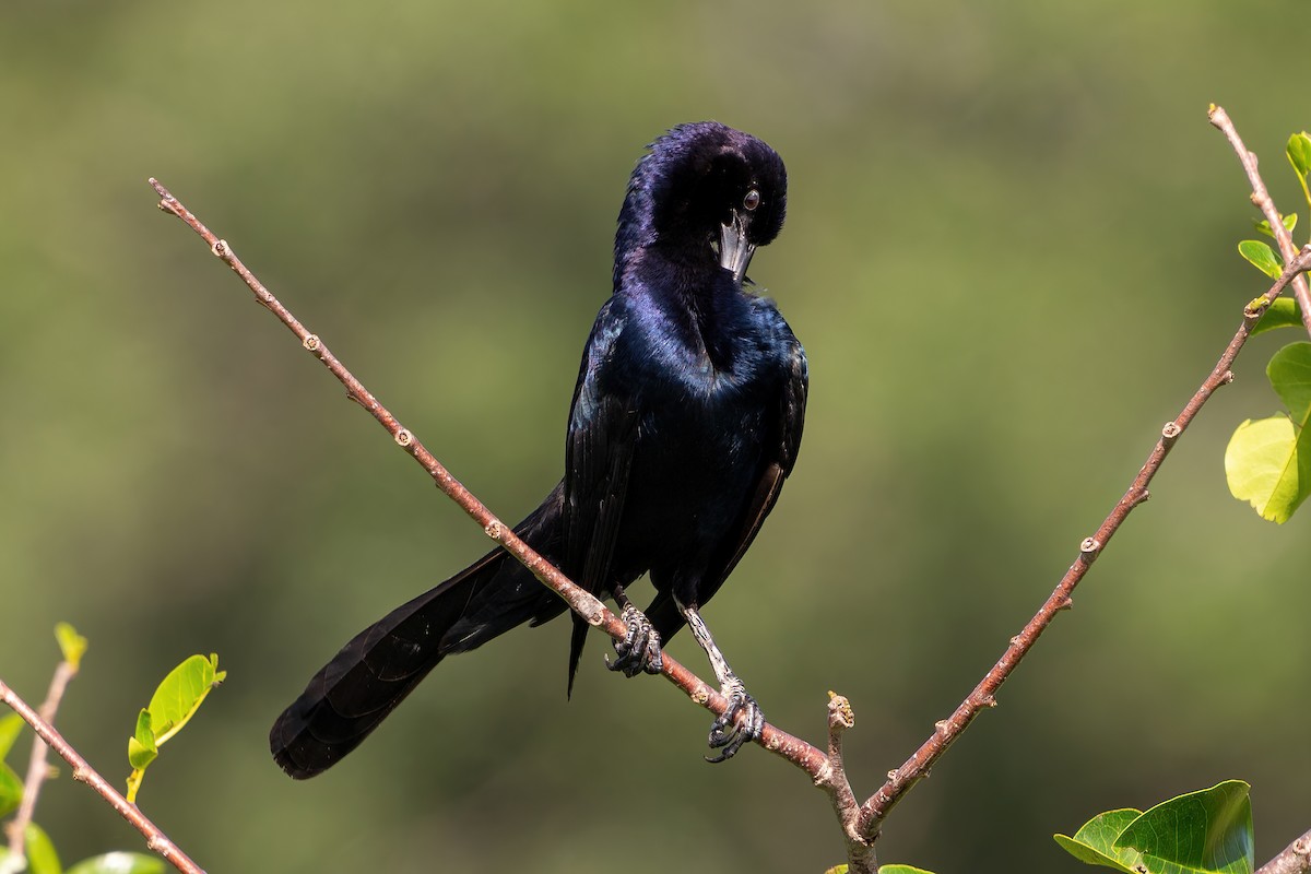 Boat-tailed Grackle - ML614478826