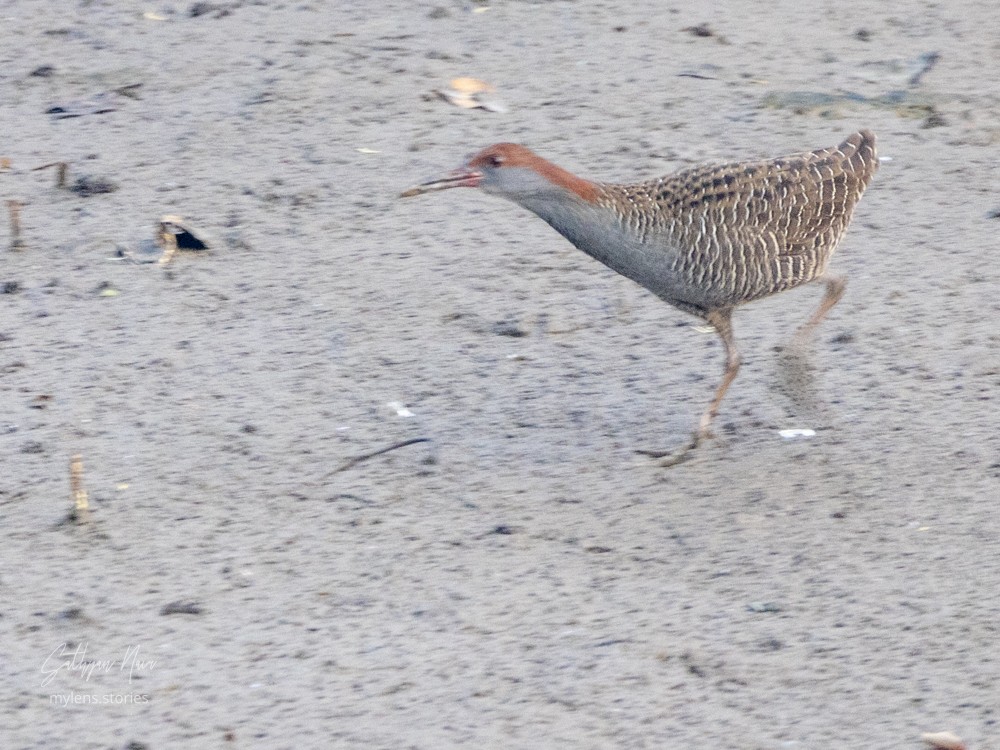 Slaty-breasted Rail - ML614478845