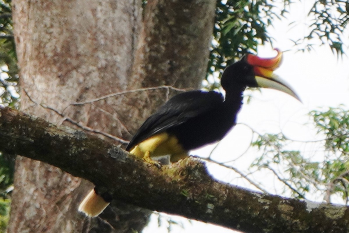 Rhinoceros Hornbill - ML614478865