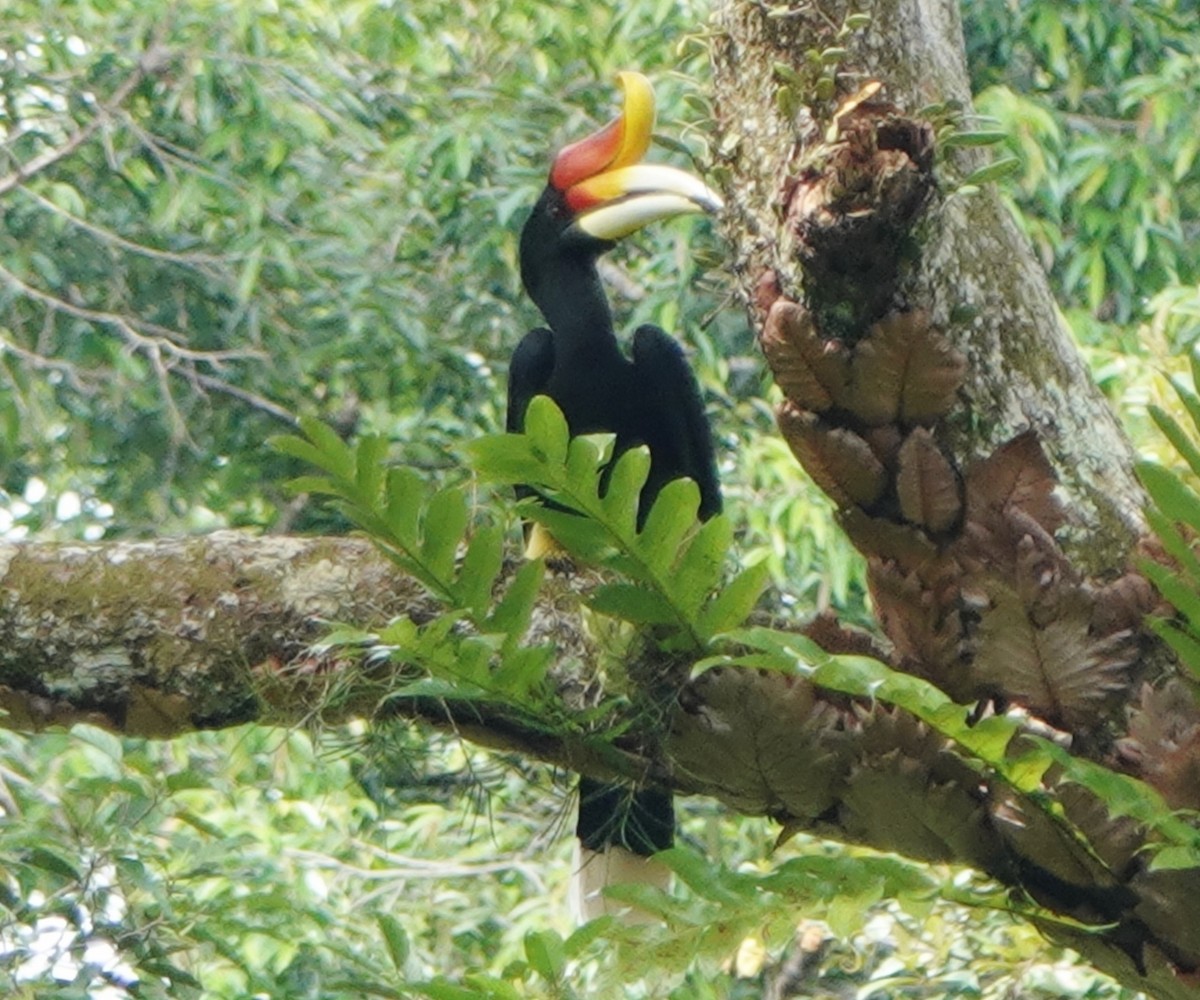 Rhinoceros Hornbill - ML614478874