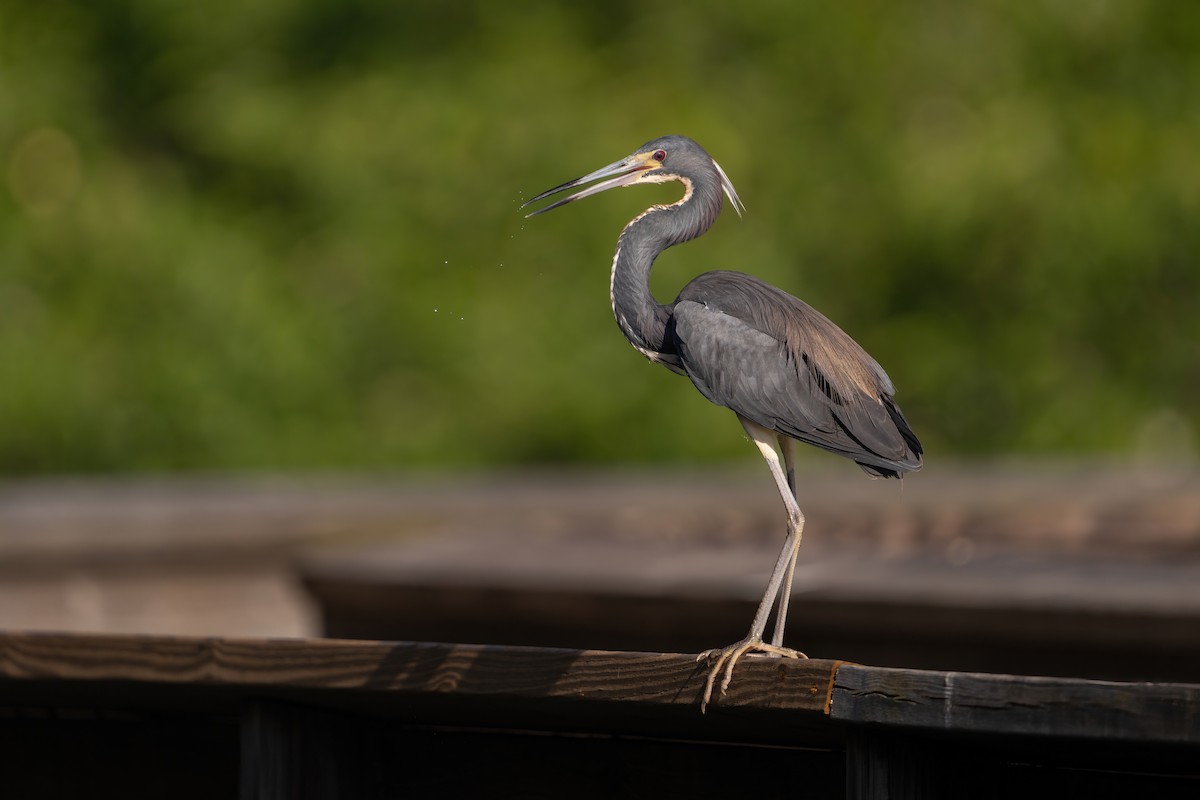 Tricolored Heron - ML614478881