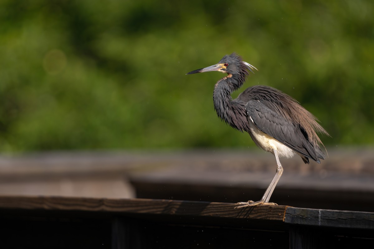 Tricolored Heron - ML614478901